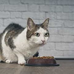 sevrage du chaton